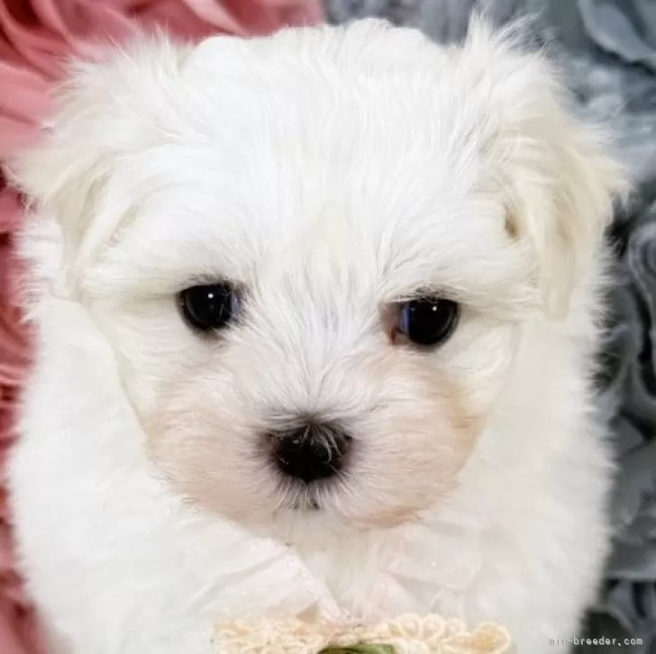 ID：2509-01238の子犬