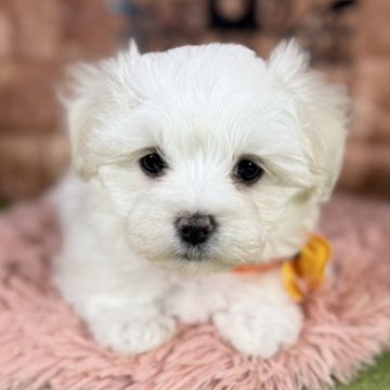 マルチーズ【愛知県・女の子・2024年12月23日・ホワイト タン レモン】の写真「優しいお顔の女の子」