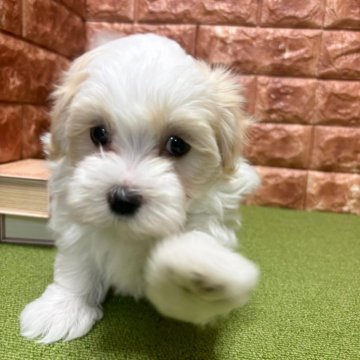 マルプー(トイプードルパパ×マルチーズママ)【愛知県・女の子・2024年9月20日・アプリコット&ホワイト】の写真「おっとり系の女の子です♪」