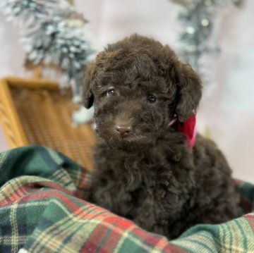 トイプードル(トイ)【愛知県・女の子・2025年10月25日・ブラウン】の写真「「撫でて〜♡」と甘えてくる懐っこさ1番！」