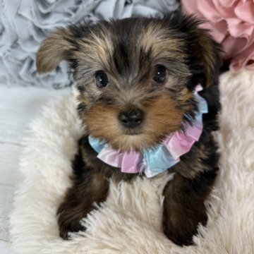 ヨークシャーテリア【愛知県・女の子・2024年12月19日・スチールブルー&タン】の写真「魅力溢れるお姫様♡」