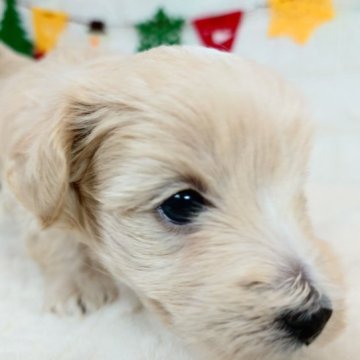 マルプー(マルチーズパパ×トイプードルママ)【愛知県・男の子・2023年9月23日・アプリコット】の写真「ムチムチコロコロ♫よちよち歩きがキュート」