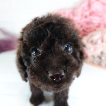 トイプードル(トイ)【愛知県・女の子・2023年5月12日・ブラウン 茶色 ブラック 希少カラー】の写真「小柄なおんなのこ」