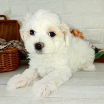 マルチーズ【愛知県・男の子・2023年5月5日・ホワイト 白】の写真「体格ばっちりおっとりクン」