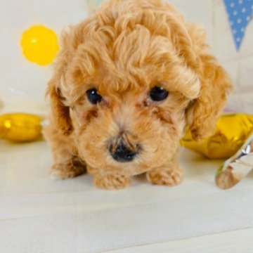 マルプー(トイプードル ママ×マルチーズ パパ)【愛知県・女の子・2023年5月29日・アプリコット ホワイト】の写真「元気いっぱい懐っこい子」