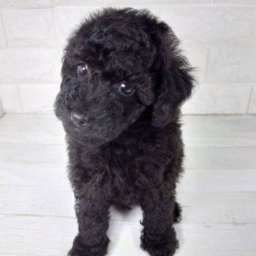 トイプードル(トイ)【愛知県・女の子・2023年7月27日・ブラック ブラウン】の写真「一人っ子で甘えん坊さんです。」