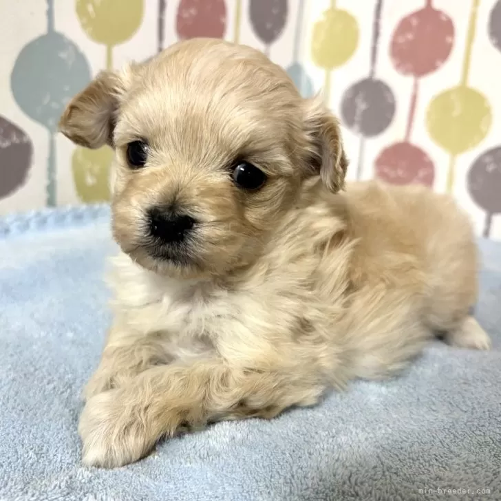 ID:2501-05005の子犬