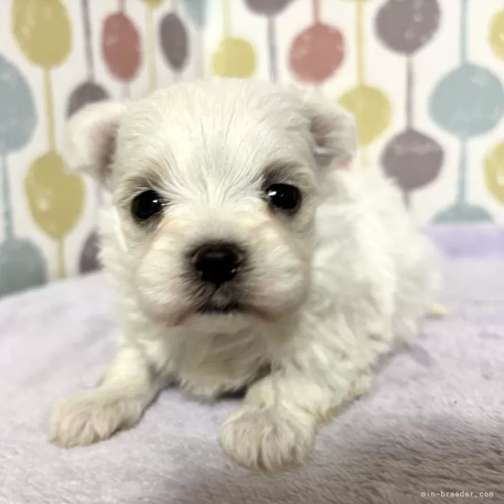 ID:2412-06155の子犬