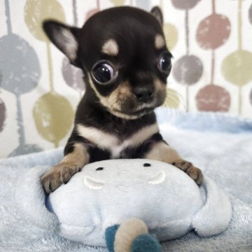 チワワ(スムース)【宮城県・女の子・2025年10月31日・ブラックタン】の写真「💕可愛い目力🤩おっとりマイペースな女の子🥰」