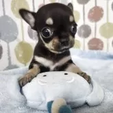 チワワ(スムース)