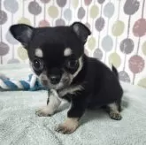 チワワ(スムース)【宮城県・女の子・2025年10月31日・ブラックタン】の写真7