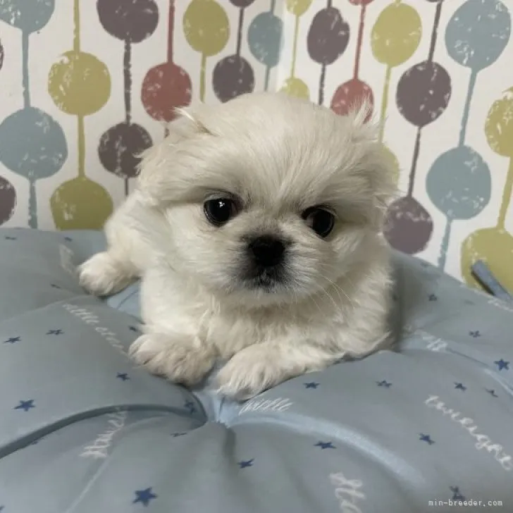 ID：2307-02163の子犬