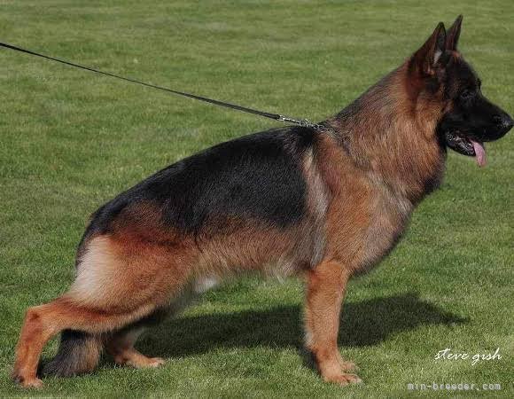 山本千絵ブリーダーのブログ：完売御礼🌟