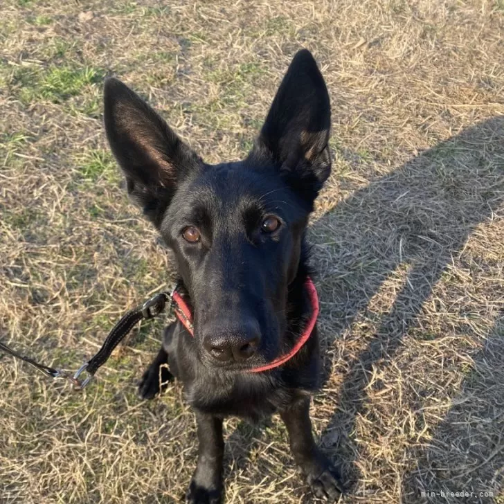 ID：2312-06513の子犬