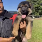 ジャーマン・シェパード・ドッグ【福岡県・男の子・2024年9月16日・ブラックタン】の写真5