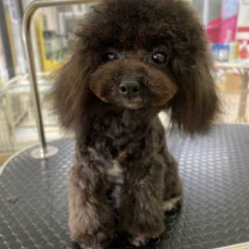 トイプードル(ティーカップ)【鹿児島県・女の子・2025年4月7日・ブラック&ホワイト】の写真「お鼻とアンヨの短い〜キュートな女の子🩷」