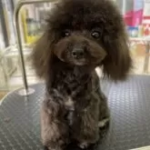 ティーカッププードル