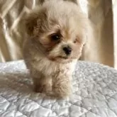 ペキプー(ペキニーズ×トイプードル)【栃木県・女の子・2025年9月18日・アプリコット/クリーム】の写真10