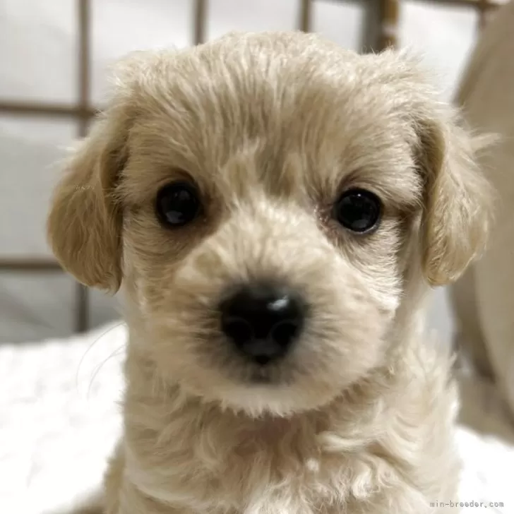 ID:2504-04150の子犬