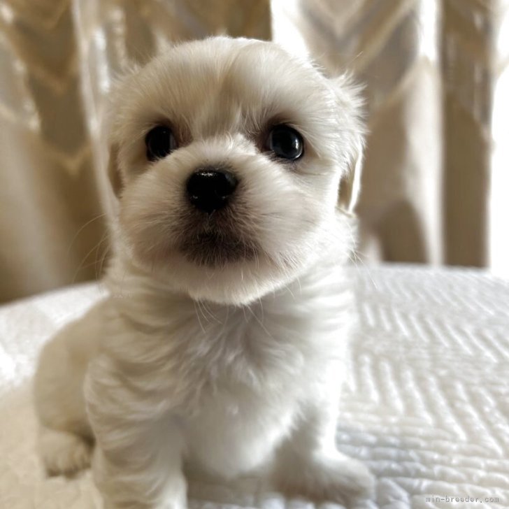 ブリーダー画像