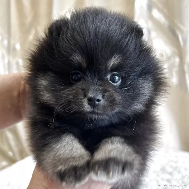 ID:2504-04163の子犬