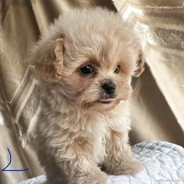 ペキプー(ペキニーズ×トイプードル)【栃木県・女の子・2025年9月18日・アプリコット/クリーム】の写真1