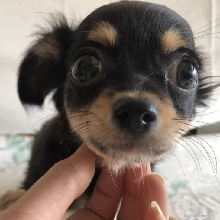 ID：2412-07678の子犬