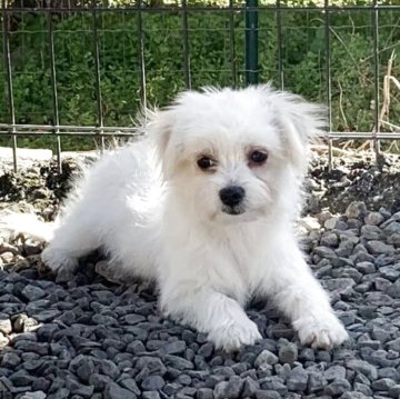 チワマル(マルチーズ×チワワ)【栃木県・女の子・2025年5月2日・クリーム】の写真「大人しく人懐っこい子。耳も顔もとても可愛い😍」