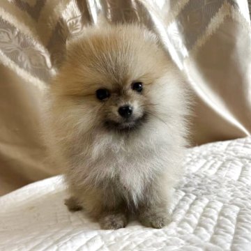 ポメラニアン【栃木県・男の子・2025年5月2日・オレンジ】の写真「毛がフサフサでぬいぐるみみたいに可愛い子😍。」