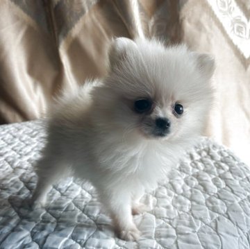 ポメラニアン【栃木県・男の子・2025年9月13日・ホワイト】の写真「毛がフサフサで顔が小さく，目が大きくてかわいい。」