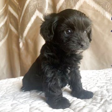 チワプー(チワワ×トイプードル)【栃木県・女の子・2025年10月28日・ブラック】の写真「毛がフサフサ，目がバッチリでかわいい女の子💕」