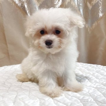 マルチーズ【栃木県・女の子・2025年4月28日・ホワイト】の写真「毛がフサフサで顔立ちがかわいい😍💕。」