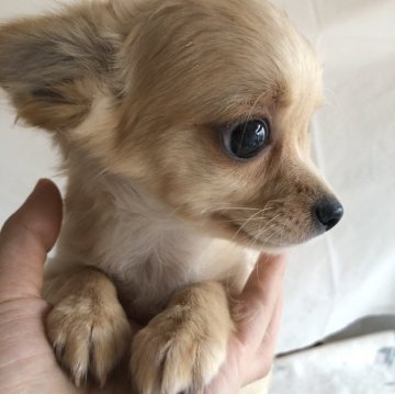 チワワ(ロング)【栃木県・男の子・2024年11月16日・クリーム】の写真「小さく元気いっぱい⭐︎☆可愛い男の子🐾」