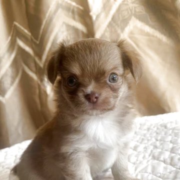 チワワ(ロング)【栃木県・男の子・2025年10月28日・フォーン】の写真「目がバッチリで全体的小さくてかわいい男の子💕」