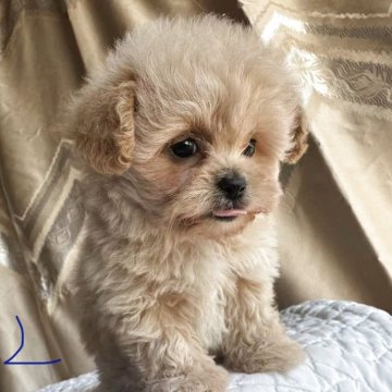 ペキプー(ペキニーズ×トイプードル)【栃木県・女の子・2025年9月18日・アプリコット/クリーム】の写真「コロコロして毛がフサフサ、顔立ちがかわいい🥰」