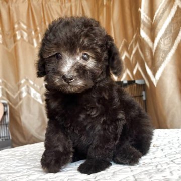 トイプードル(トイ)【栃木県・女の子・2025年9月13日・シルバー】の写真「目が大きく，毛がクリクリして，毛色🩵もかわいい。」