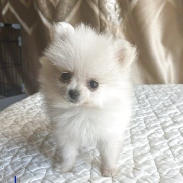 ポメラニアン【栃木県・女の子・2025年9月13日・ホワイト】の写真「毛がフサフサで顔が小さく，目が大きくてかわいい。」