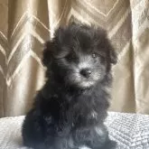 トイプードル(トイ)