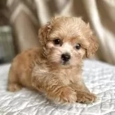 ペキプー(ペキニーズ×トイプードル)【栃木県・男の子・2025年5月28日・アプリコット】の写真1