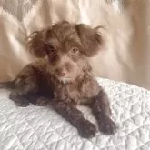 チワプー(チワワ×トイプードル)【栃木県・女の子・2025年3月23日・チョコ/ブラウン】の写真1