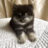ポメラニアン