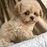 ペキプー(ペキニーズ×トイプードル)【栃木県・女の子・2025年9月18日・アプリコット/クリーム】の写真2