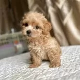 ペキプー(ペキニーズ×トイプードル)【栃木県・男の子・2025年5月28日・アプリコット】の写真2