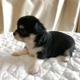 チワワ(ロング)【栃木県・女の子・2025年11月8日・ブラック・タン】の写真3