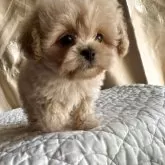 ペキプー(ペキニーズ×トイプードル)【栃木県・女の子・2025年9月18日・アプリコット/クリーム】の写真3