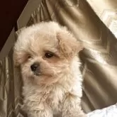 ペキプー(ペキニーズ×トイプードル)【栃木県・女の子・2025年9月18日・アプリコット/クリーム】の写真4