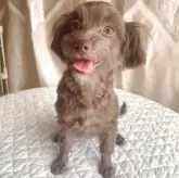 チワプー(チワワ×トイプードル)【栃木県・女の子・2025年3月23日・チョコ/ブラウン】の写真4