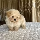 ペキプー(ペキニーズ×トイプードル)【栃木県・男の子・2025年9月18日・アプリコット/クリーム】の写真4