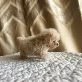 ペキプー(ペキニーズ×トイプードル)【栃木県・女の子・2025年9月18日・アプリコット/クリーム】の写真5