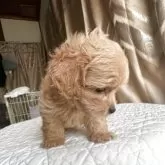 ペキプー(ペキニーズ×トイプードル)【栃木県・男の子・2025年5月28日・アプリコット】の写真6